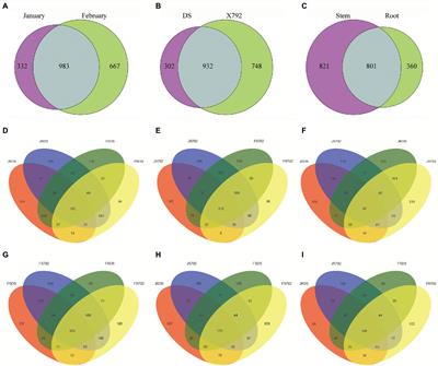 Diversity of endophytic bacteria of mulberry (Morus L.) under cold conditions